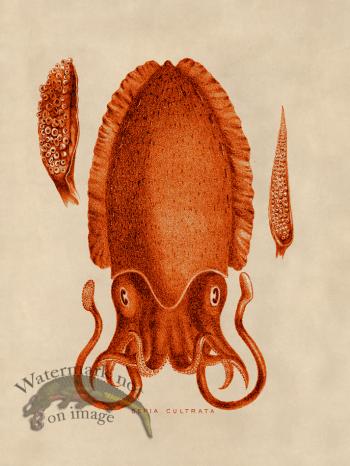 Octopus Orange 11